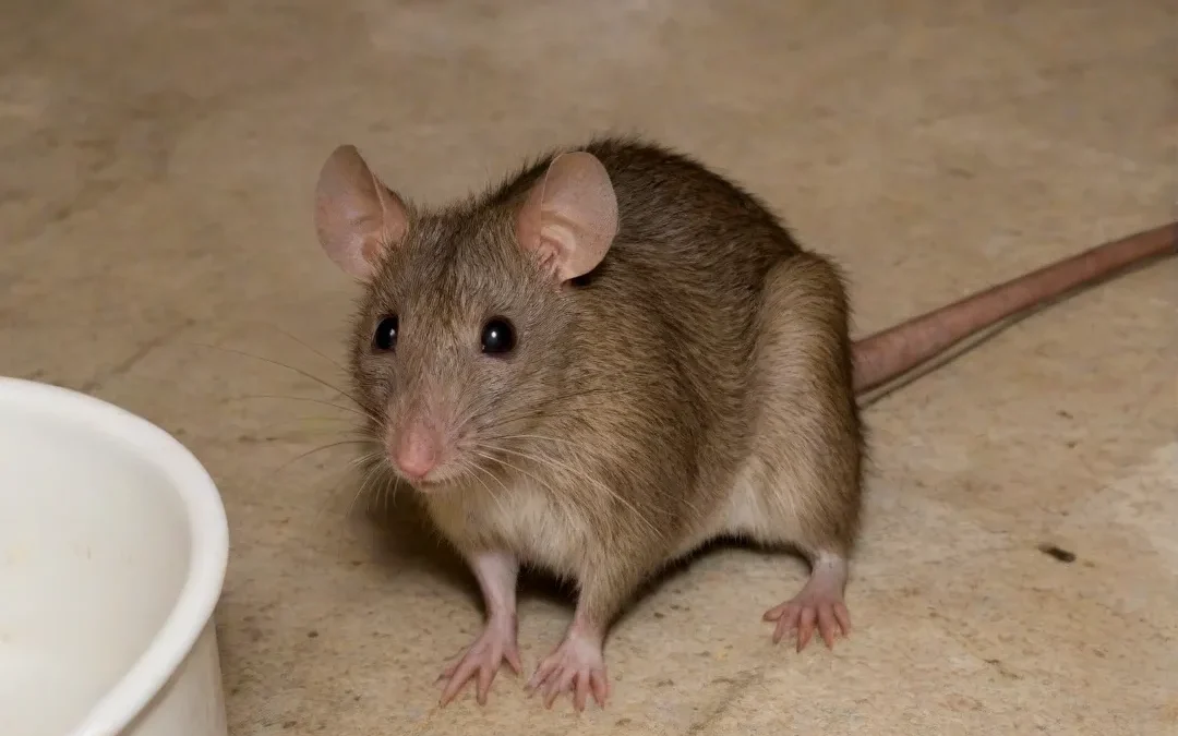 3 problemas evitados com o serviço de desratização RJ