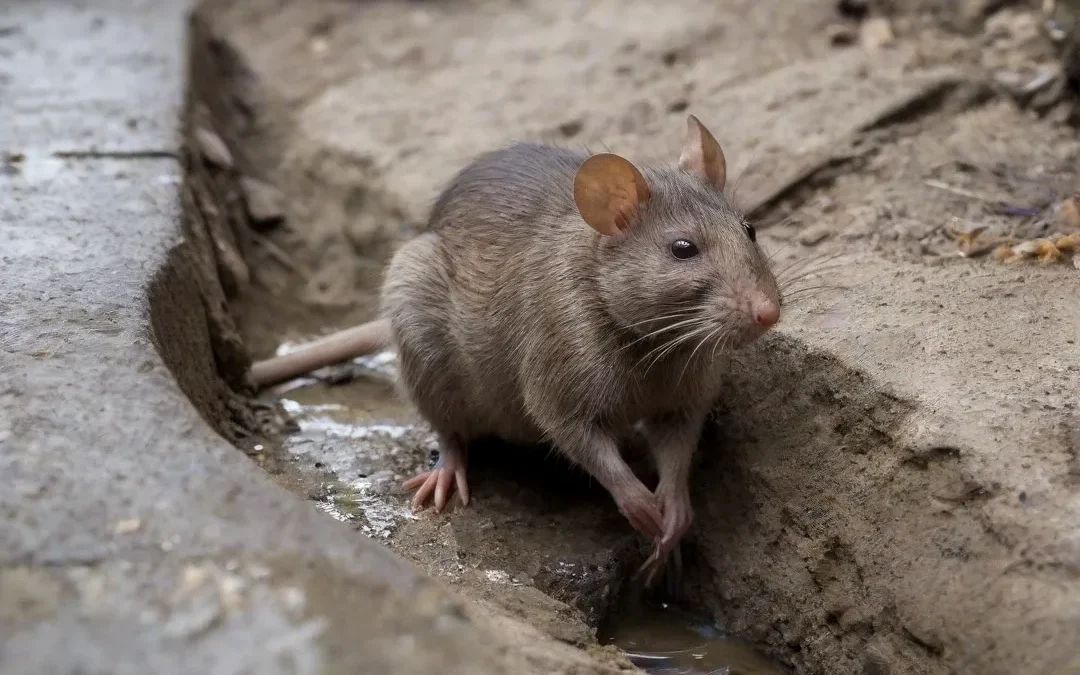 Dedetização Rio de Janeiro: Saiba mais sobre os tipos de pragas comuns em Rio de Janeiro