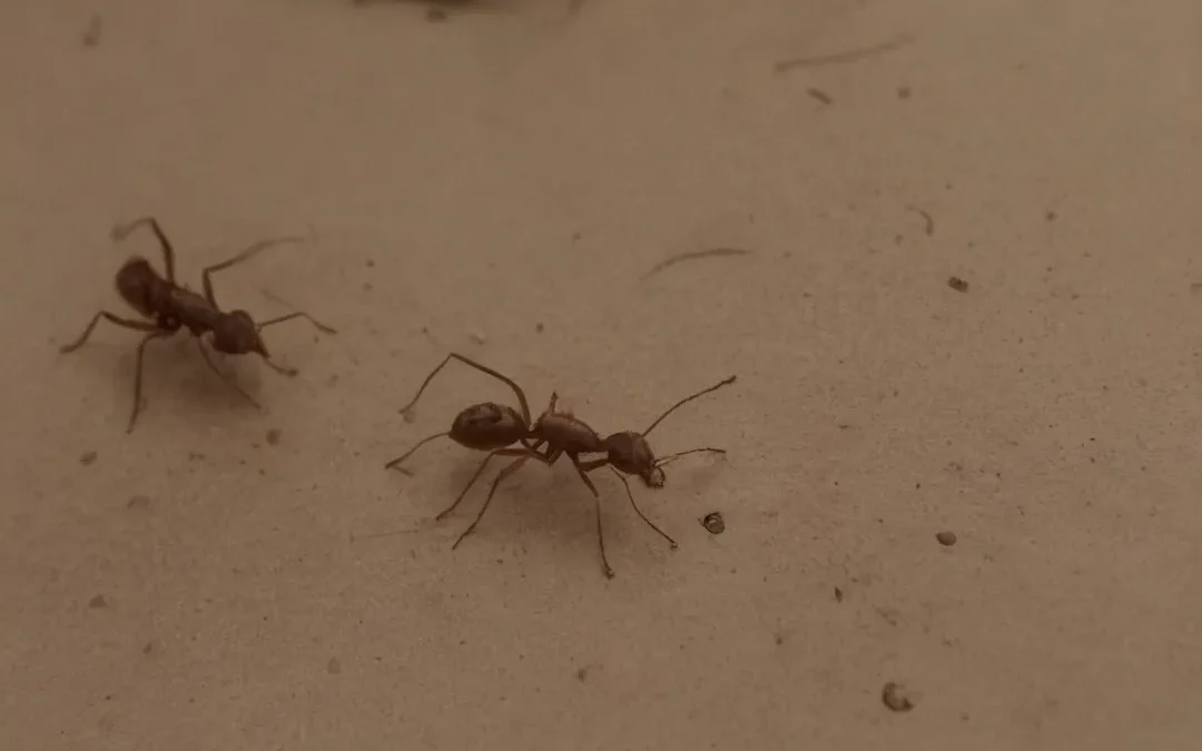 CONTROLE DE PRAGAS RJ E LEI RDC 52 DA ANVISA: O QUE É IMPORTANTE SABER SOBRE?