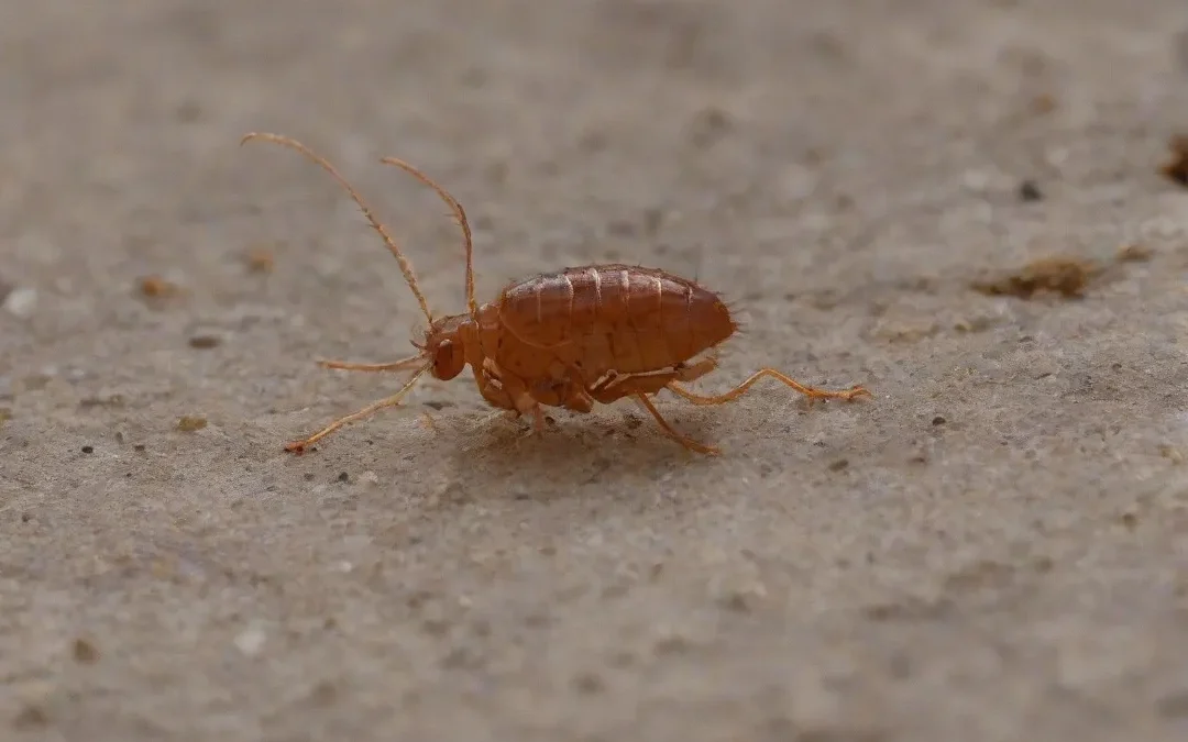Evite prejuízos causados pelos cupins através do serviço de dedetizadoras no Méier experientes no segmento.
