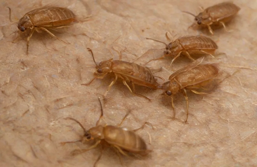 Infestação no vizinho RJ: o que fazer quando as pragas vêm do vizinho?