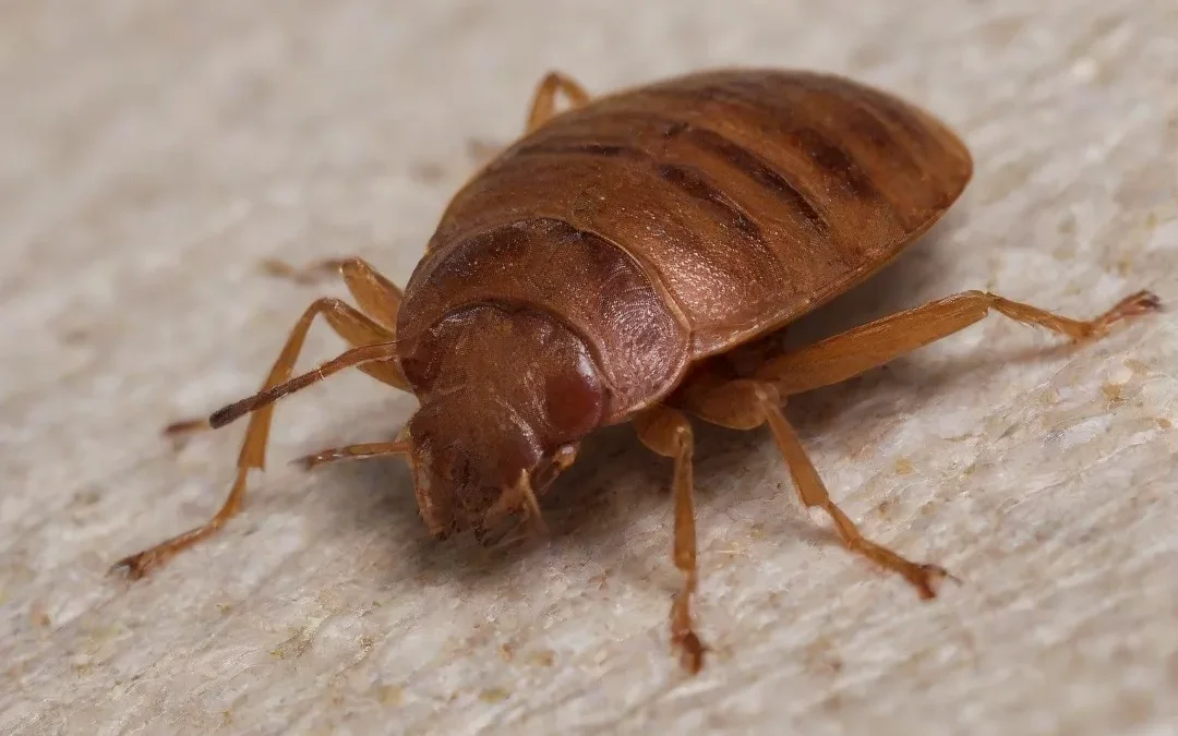 Saiba como identificar uma infestação de percevejos de cama neste artigo