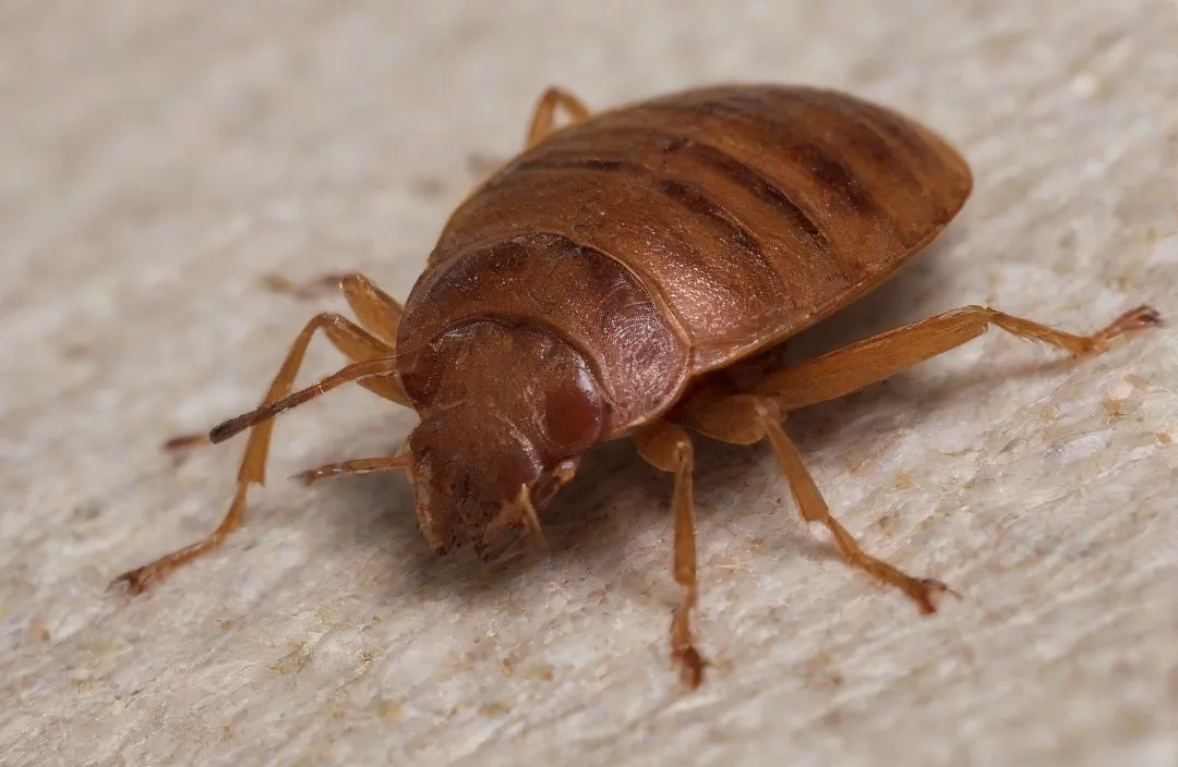 Saiba como identificar uma infestação de percevejos de cama neste artigo Saiba como identificar uma infestação de percevejos de cama neste artigo