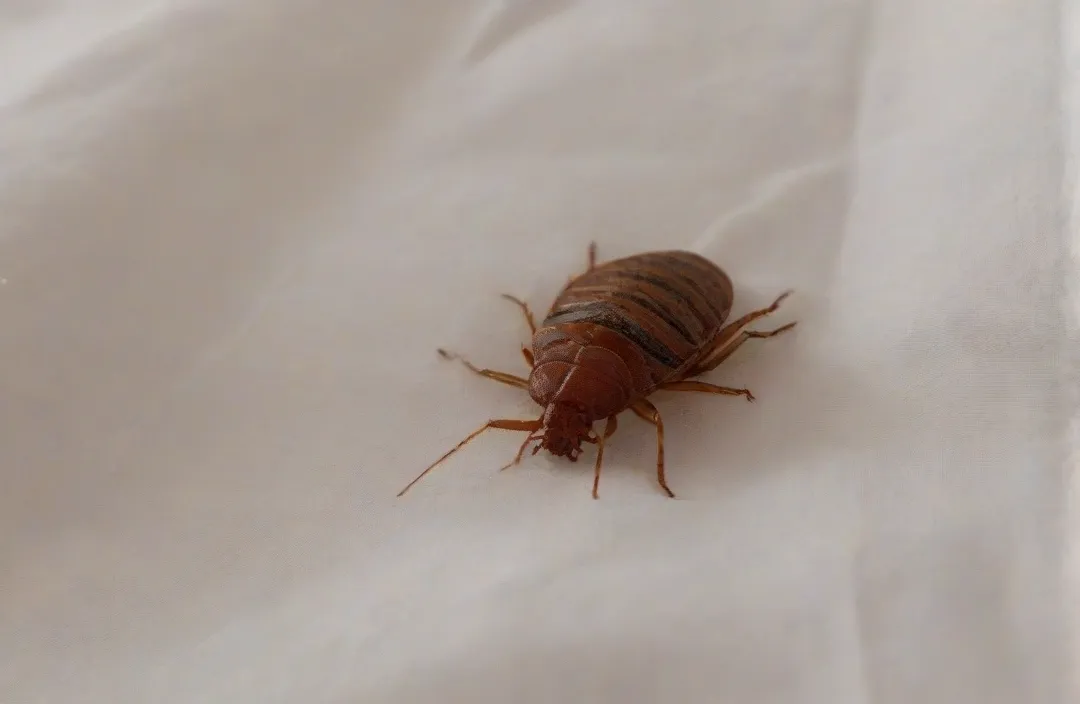 Dedetizadora em Sepetiba RJ: está a procura de uma empresa que atue com segurança no controle de pragas? Dedetizadora em Sepetiba RJ: está a procura de uma empresa que atue com segurança no controle de pragas?