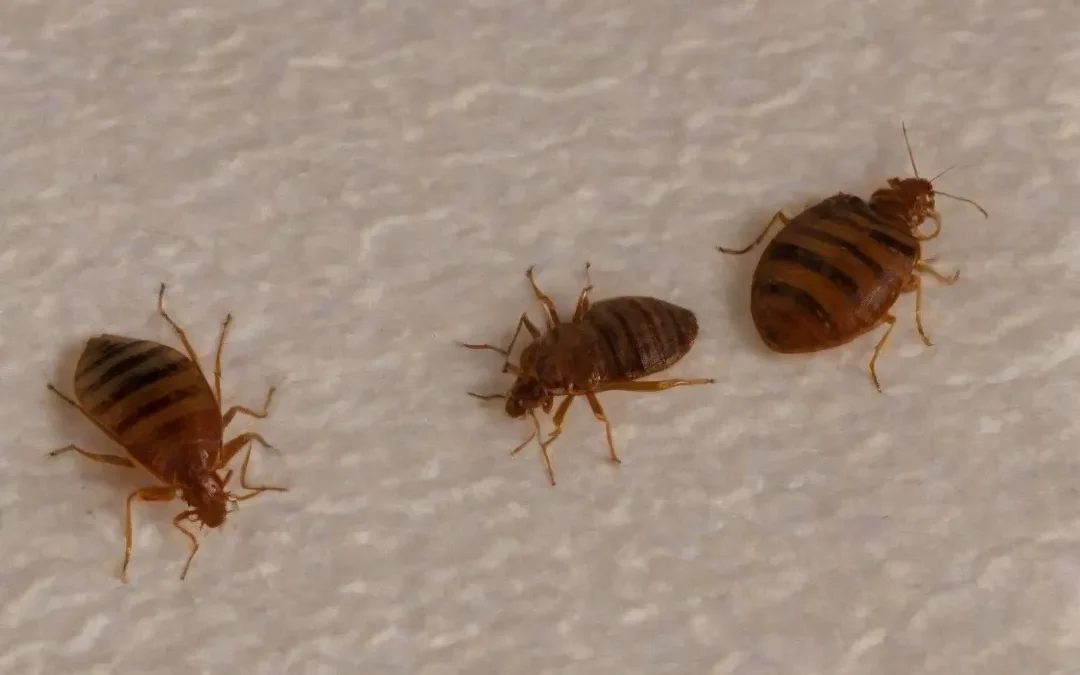 Percevejo de cama ou bed bugs: como identificar e eliminar essa praga?