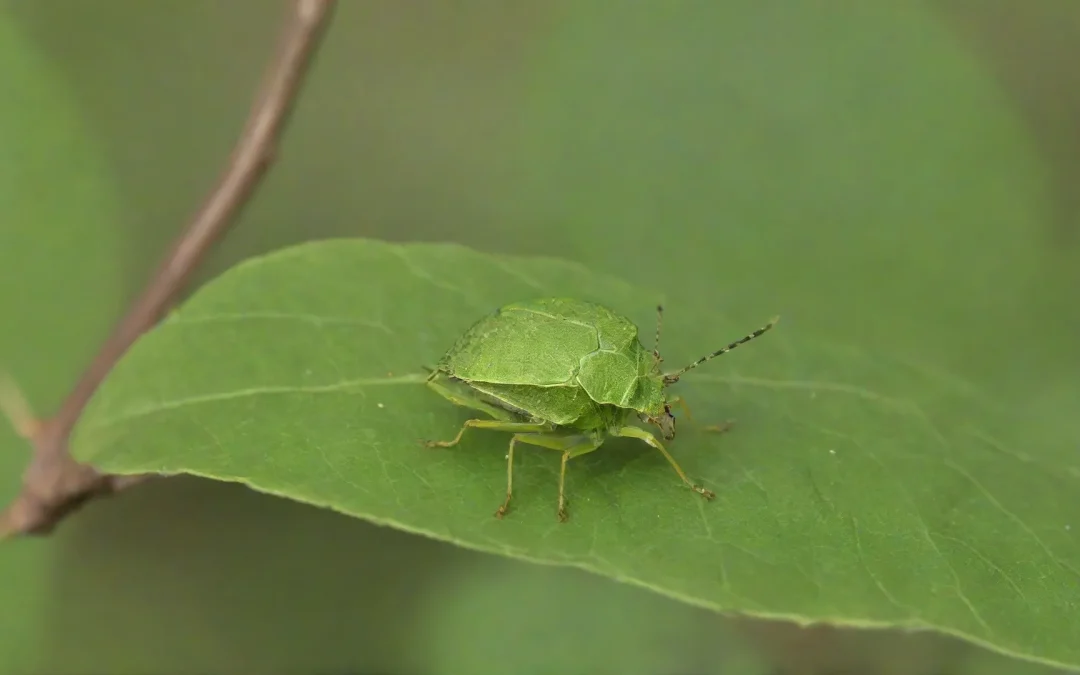 Impeça a infestação de aranhas nos imóveis contratando uma empresa dedetizadora na Ilha da Conceição.