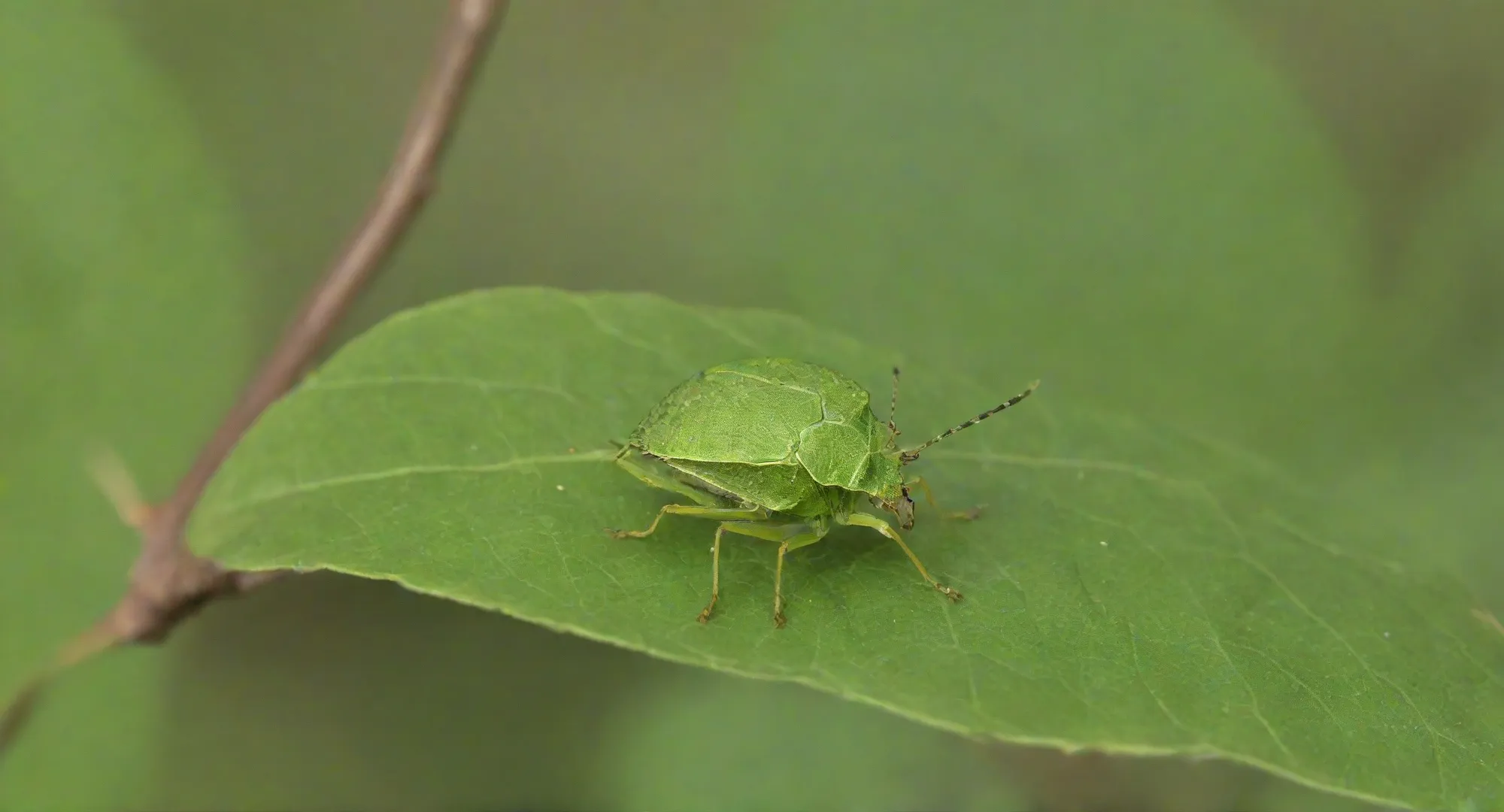 Impeça a infestação de aranhas nos imóveis contratando uma empresa dedetizadora na Ilha da Conceição.