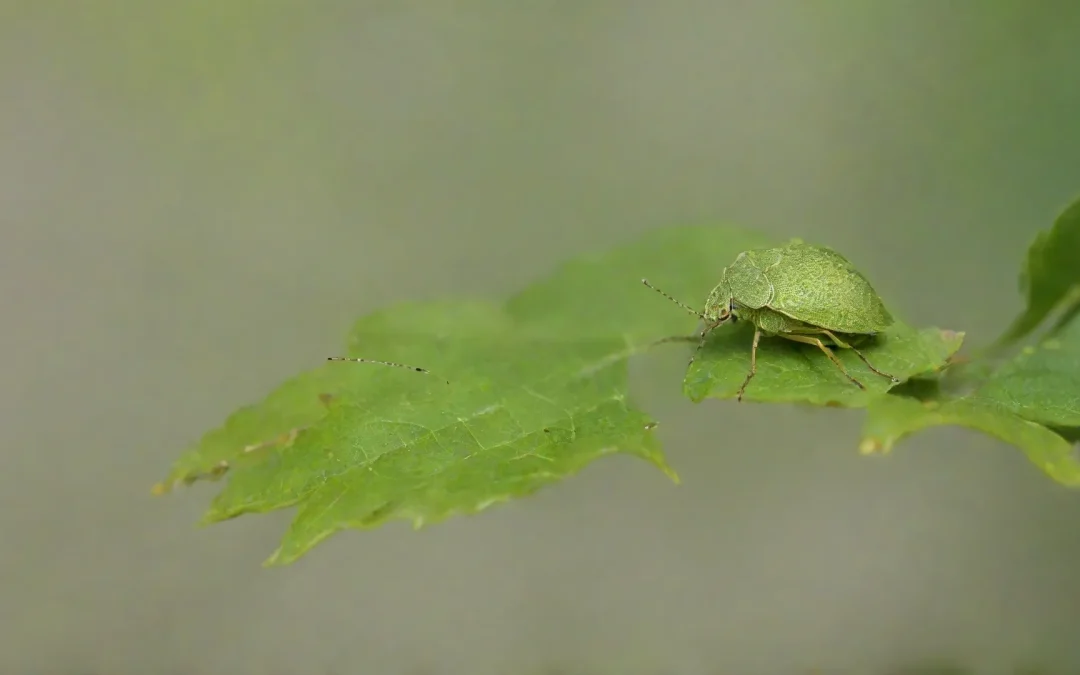 É essencial contratar dedetizadoras na Vila Militar RJ para manter o local devidamente protegido.