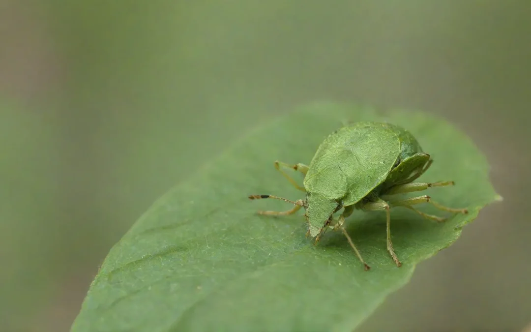 Uma dedetizadora em Camboinhas que deseja evitar prejuízos causados por pragas deve atuar de acordo com características locais.