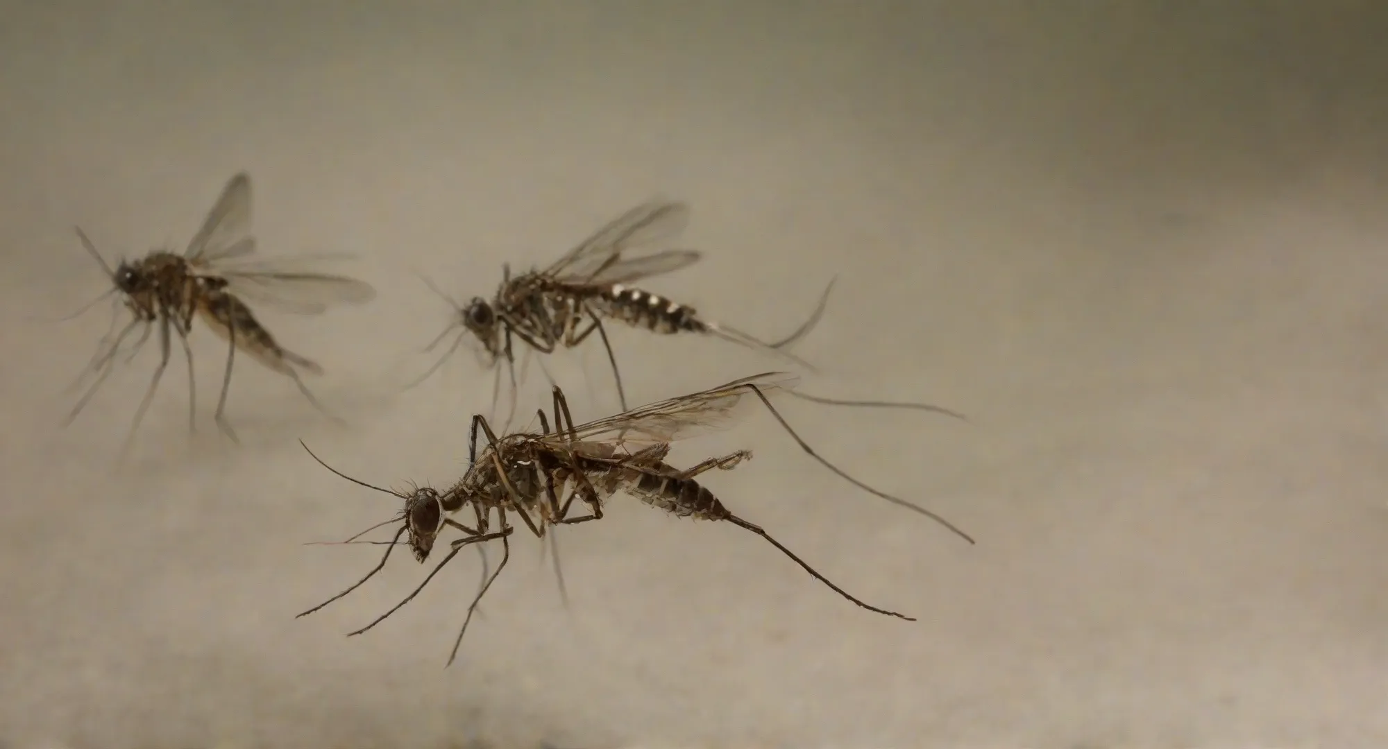 Cupim: como eliminar essa praga? Conheça 3 dicas para mantê-lo longe