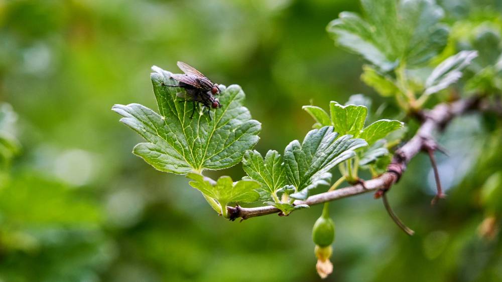 Dedetizadora em Porciúncula RJ: Garanta a segurança e bem-estar das pessoas quanto ao combate às pragas urbanas
