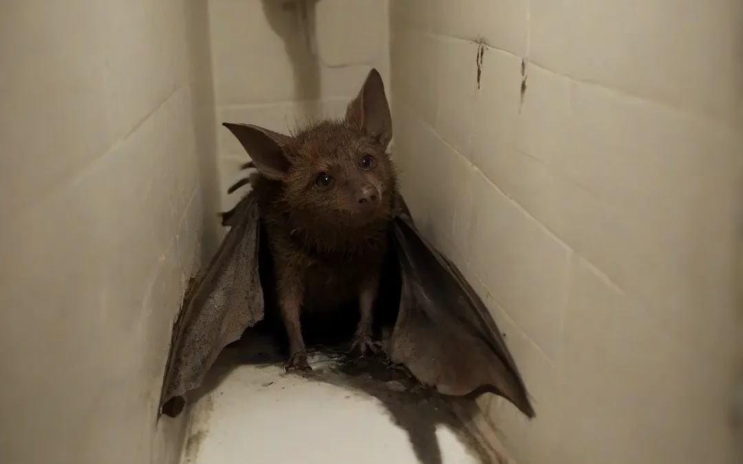 Morcegos: conheça os riscos que eles trazem para a saúde