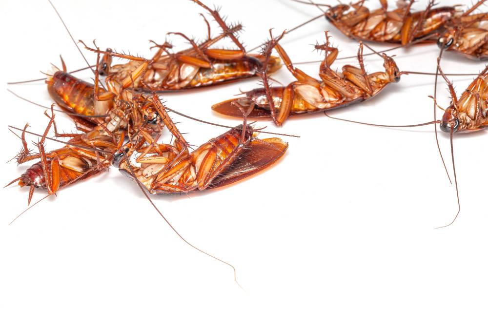 Dedetizadora em Del Castilho RJ: Como acabar com as baratas?