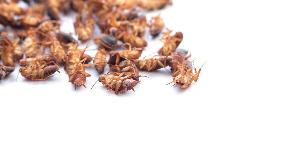 Como eliminar as Baratinhas de forma segura?