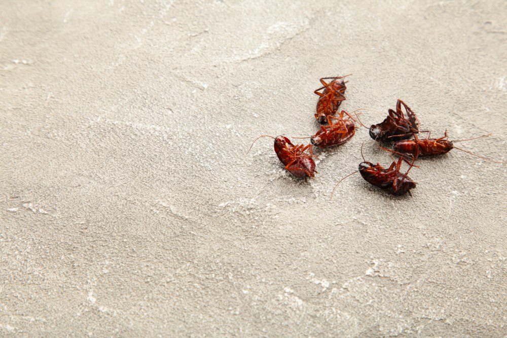 Controle de Baratas: como escolher uma empresa para o serviço?