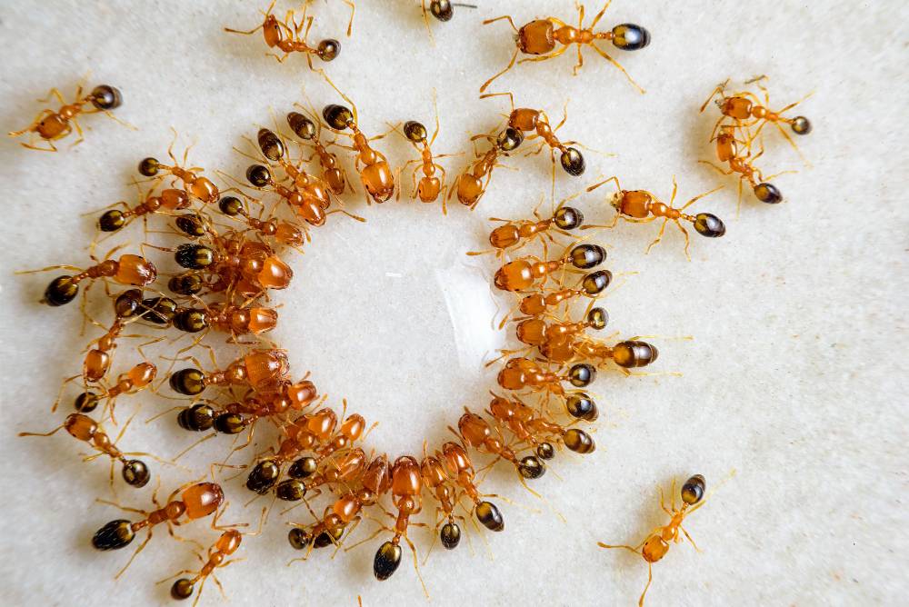 Dedetizadora RJ: seu restaurante corre perigo sem o atendimento profissional