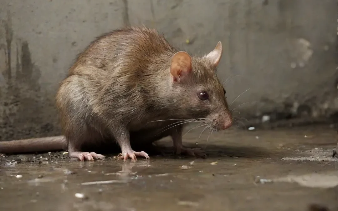 Ratos em Estoques? A Dedetizadora RJ Combate Invasores com Soluções Eficazes!