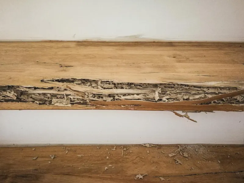 Minha casa de madeira foi invadida por cupins! O que fazer?