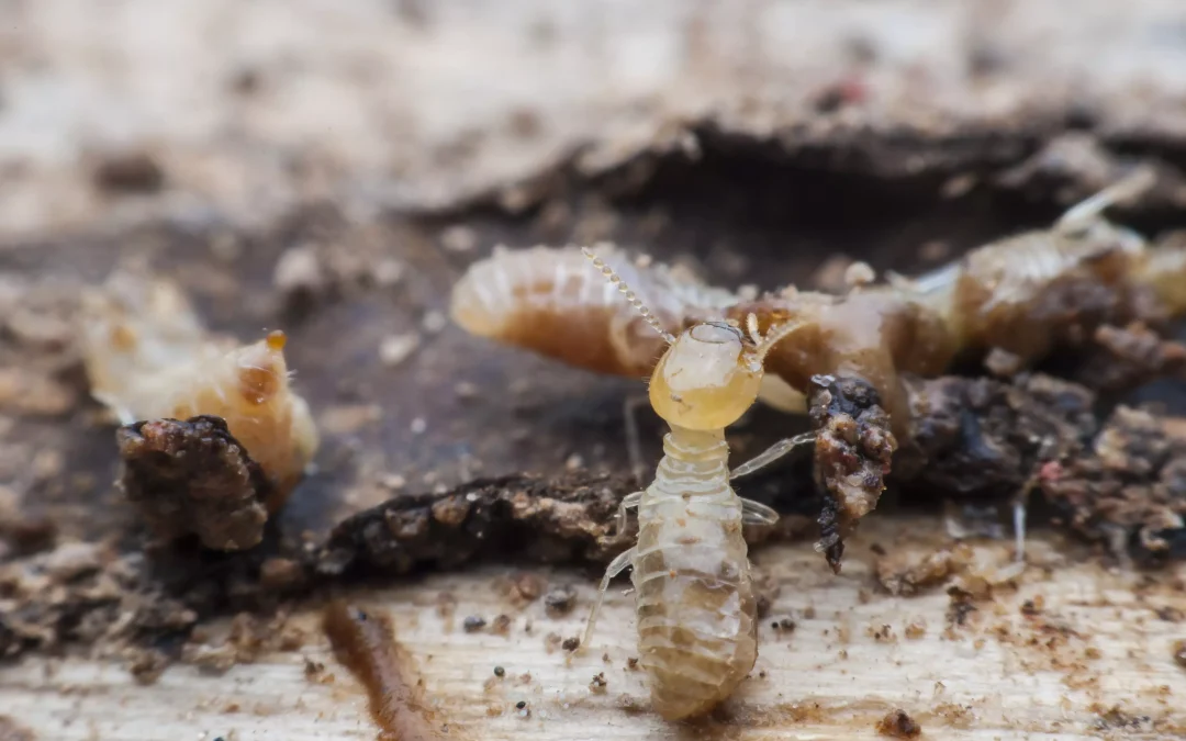Lophomonas: doença grave transmitida pelas fezes do cupim. Proteja sua família!