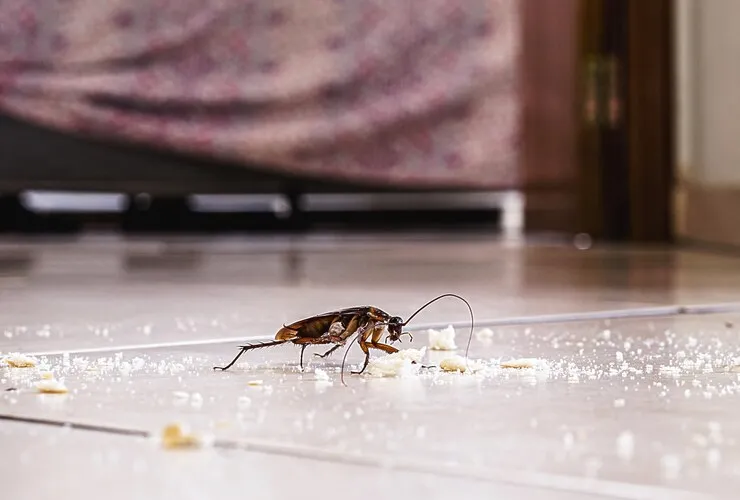 Identificou Ovos de Baratas em sua residência? Saiba o que fazer! Identificou Ovos de Baratas em sua residência? Saiba o que fazer!