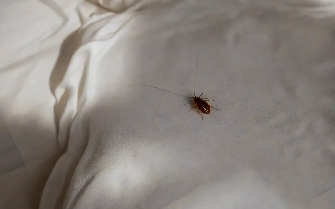 Como Percevejos Podem Afetar o Ambiente de Restaurantes e Como Combatê-los