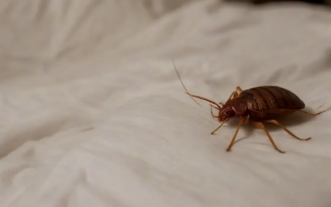 Dedetização de Percevejos em Restaurantes: Prevenção e Controle para Ambientes Comerciais