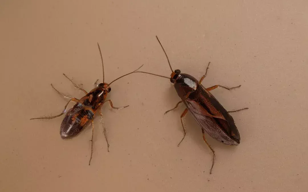 Dedetizadora no Rio de Janeiro Especializada em Baratas: Acabe com a Infestação de Forma Eficiente