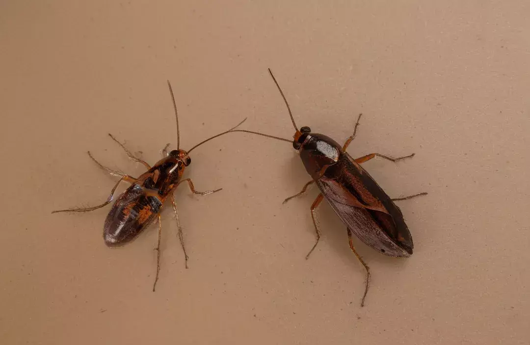 Dedetizadora no Rio de Janeiro Especializada em Baratas: Acabe com a Infestação de Forma Eficiente