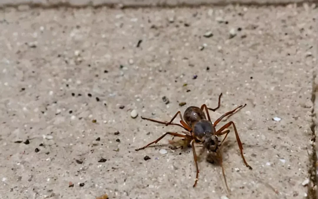 Deixe Sua Casa Livre de Insetos: Proteja Quem Você Mais Ama!