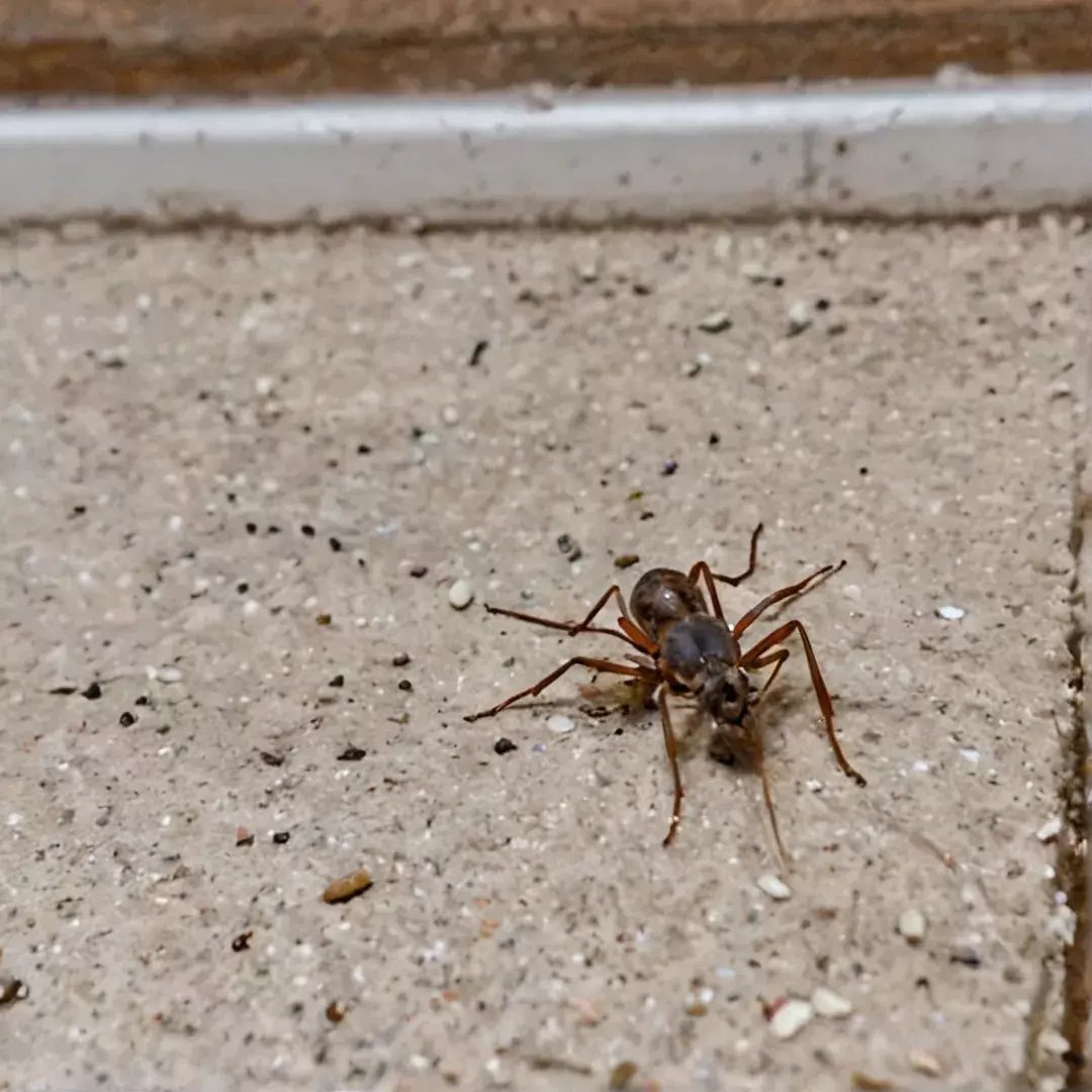Deixe Sua Casa Livre de Insetos: Proteja Quem Você Mais Ama!