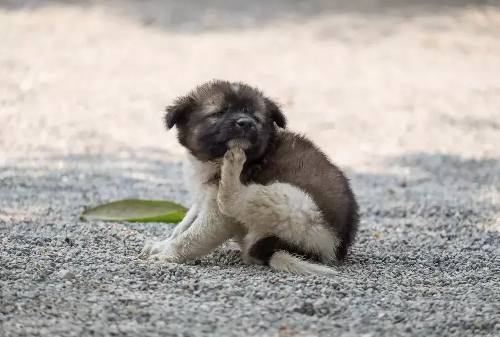 Dedetização de Pulgas e Carrapatos RJ: Proteja Sua Saúde e de Sua Família