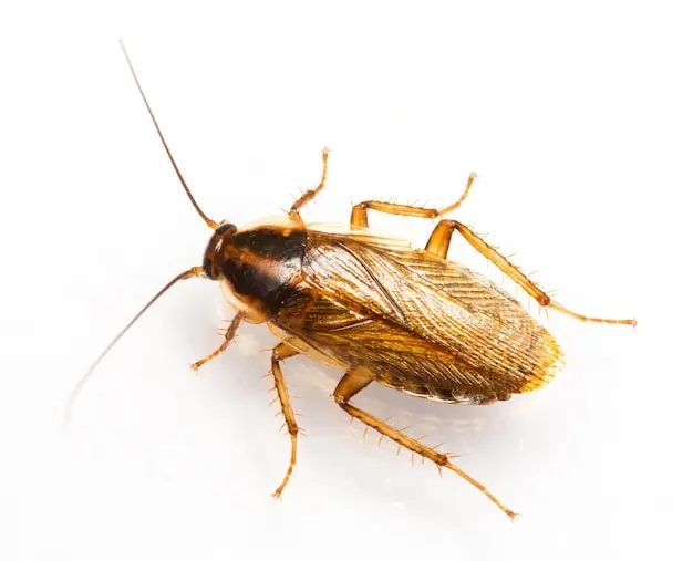 Dedetização Rio de Janeiro: Protocolos de Inspeção para Identificação de Infestações de baratas francesinhas em Bares