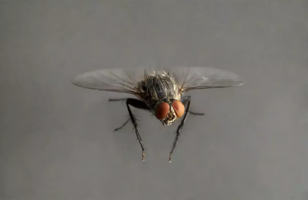 Inovação Sustentável no Controle de Pragas Urbanas