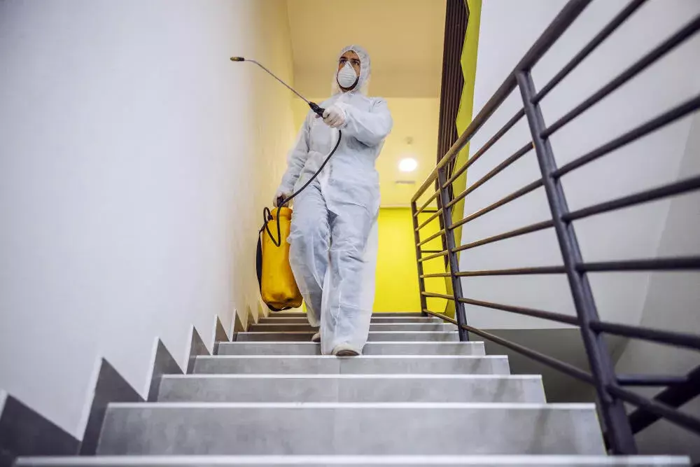 Dedetização e descupinização na Costa Verde RJ: a melhor empresa da região