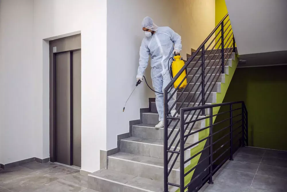 Dedetização e desratização em Niterói RJ: proteção completa para sua casa ou empresa