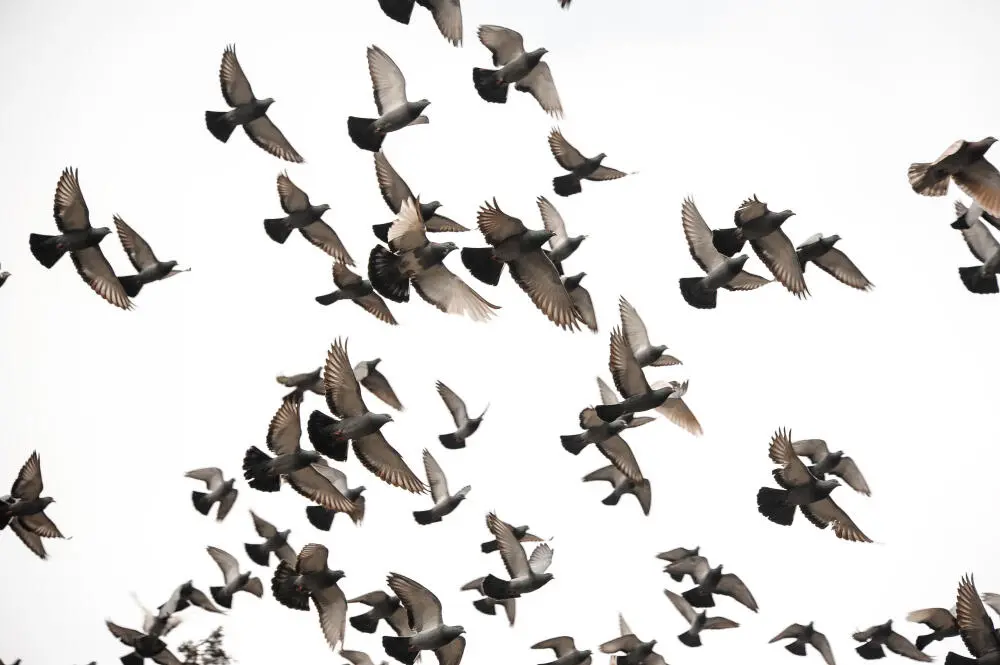 Dedetizadora em Niterói: Como o manejo profissional de pombos evita riscos à saúde pública