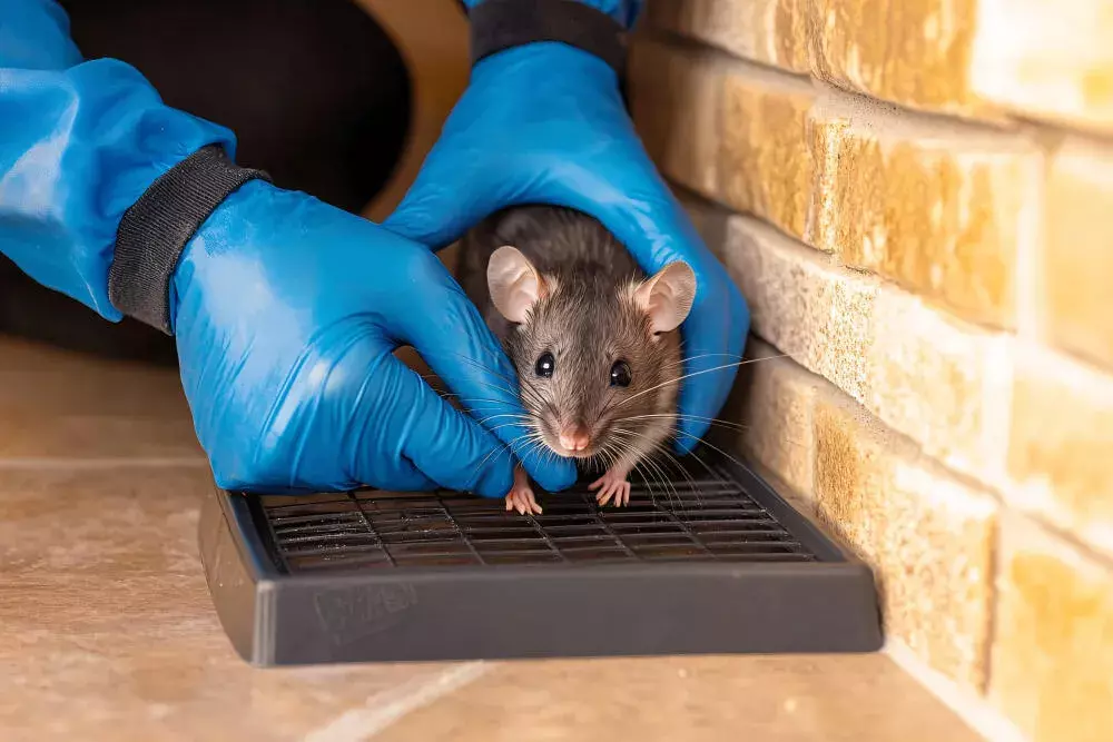 Dedetização e Desratização em Pet Shop RJ: Como se Proteger das Pragas