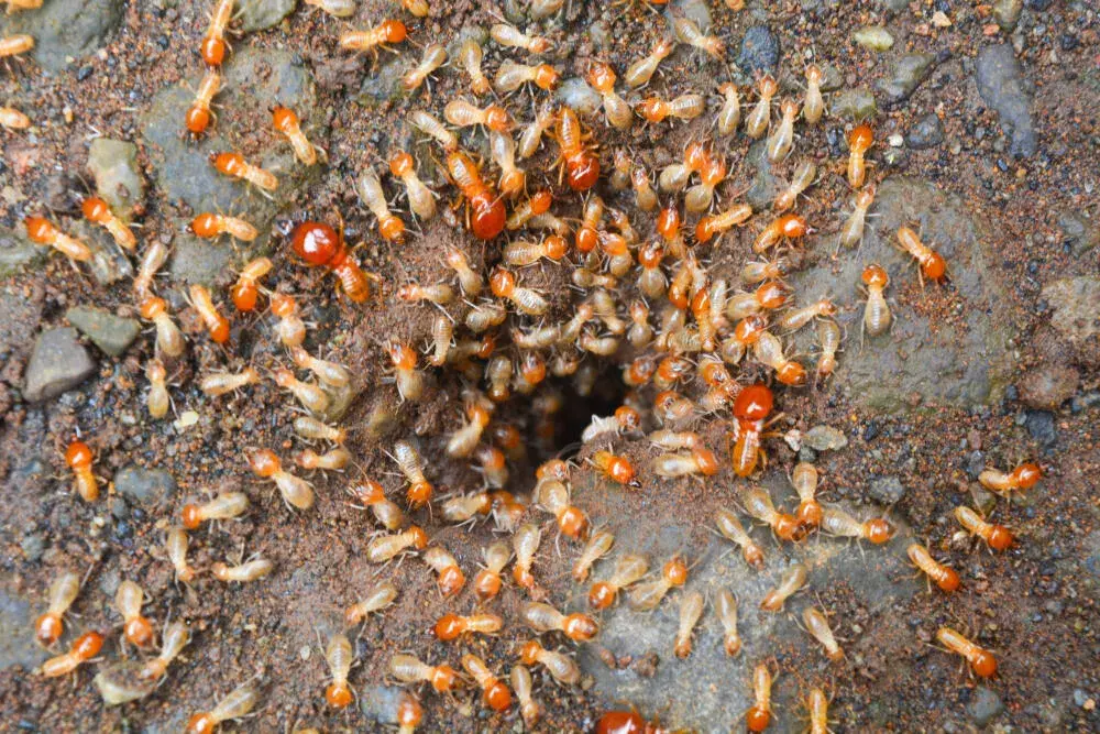 Verão x Insetos: Entenda Como o Calor Aumenta a Presença dessas Pragas e Saiba Como se Proteger