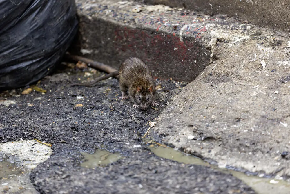 Dedetização Rio de Janeiro: 10 sinais de infestação de ratos que você não deve ignorar