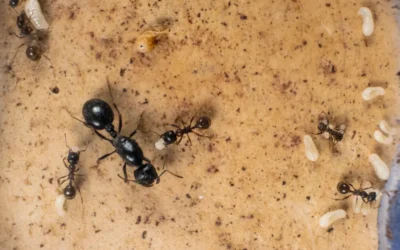 Dedetização de Formigas e baratas no verão: pequenas pragas, grandes prejuízos