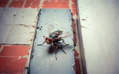 Dedetizadora RJ: Checklist de Segurança Sanitária para Casas de Festas e Creches no RJ