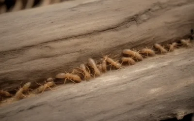 Obrigatoriedade de Descupinização em Toda Construção Nova ou Obras no RJ: Com Laudo e Garantia INEA