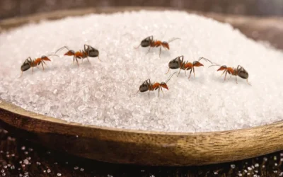 Formigas dentro de casa: quando é um problema simples e quando vira infestação?