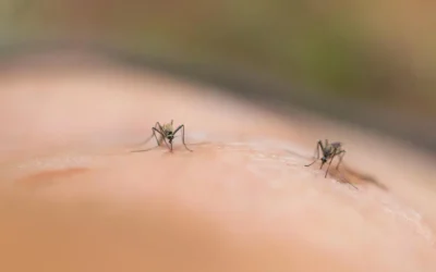 Mosquitos dentro de casa mesmo sem água parada: o que pode estar acontecendo?