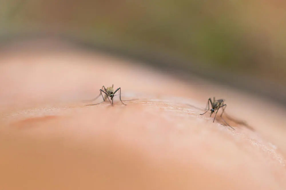 Mosquitos dentro de casa mesmo sem água parada: o que pode estar acontecendo?