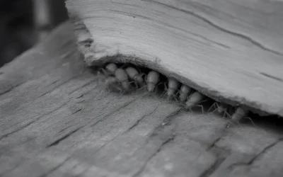 Controle de pragas e limpeza de caixa d’água na Gávea RJ: com laudo e garantia INEA