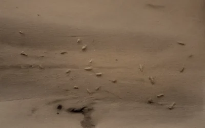 Controle de pragas e limpeza de caixa d’água na Ilha do Governador RJ: com laudo e garantia INEA