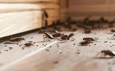 Controle de Pragas e Limpeza de Caixa D’água em Angra dos Reis RJ: Com Laudo e Garantia INEA