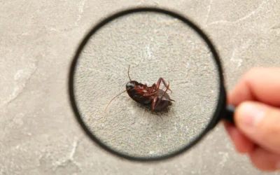 Dedetização no Rio de Janeiro contra baratinhas pequenas: como evitar que a infestação se espalhe