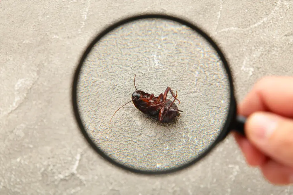 Dedetização no Rio de Janeiro contra baratinhas pequenas: como evitar que a infestação se espalhe Dedetização no Rio de Janeiro contra baratinhas pequenas: como evitar que a infestação se espalhe